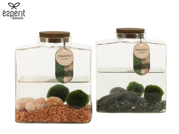Marimo ø17.  Box x2