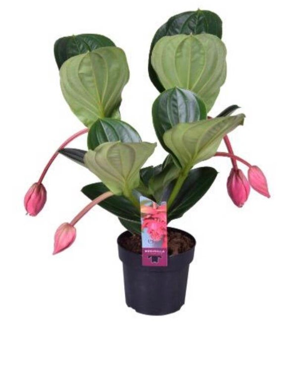 Medinilla Flamenco 4 fiori ø17