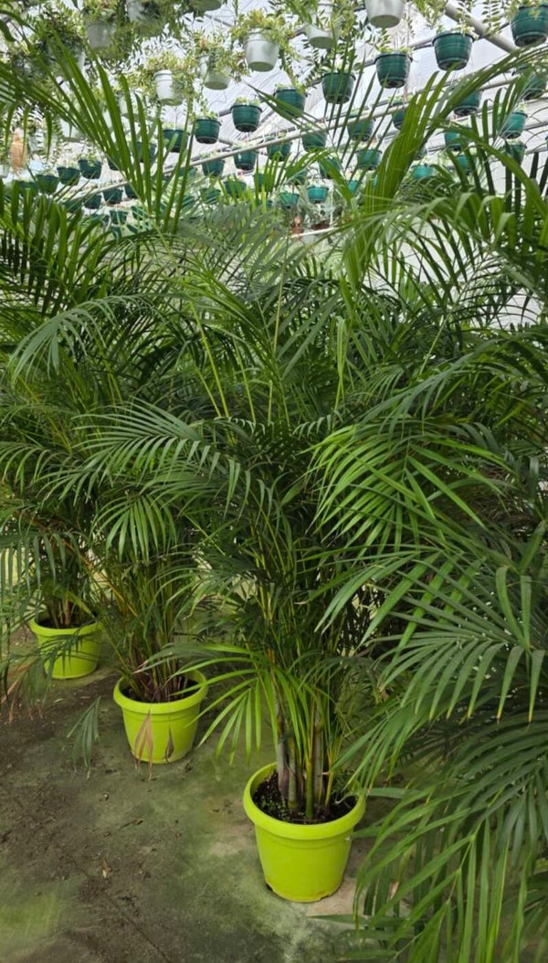 Areca Palm ø35 h220