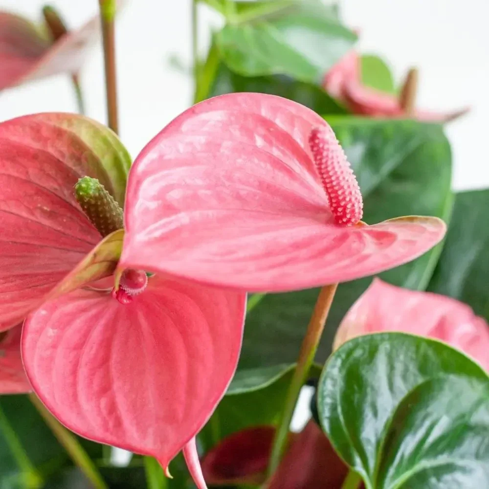 Anthurium Pink Lady ø21