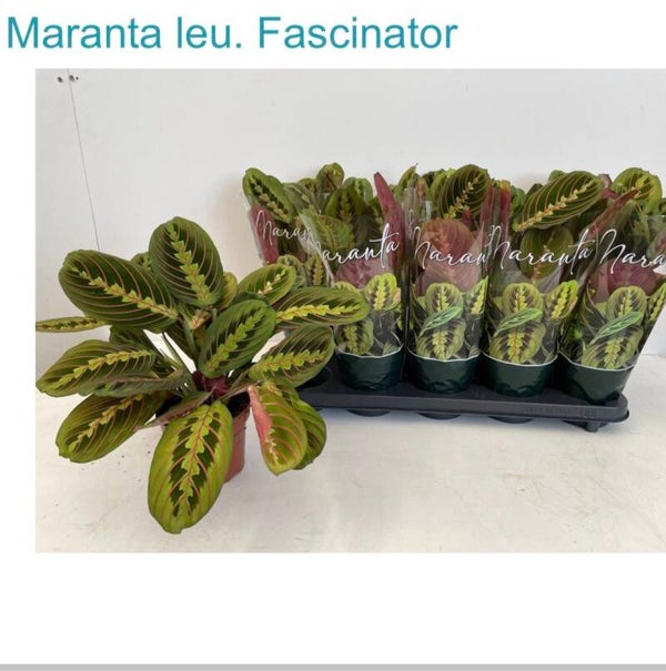 Maranta ø12.  Box x10