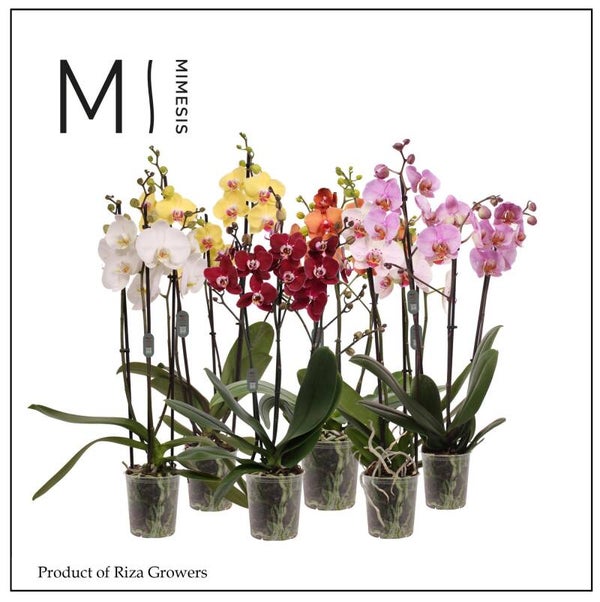 Phalaenopsis Mimesis mix 3spike.  Box x10
