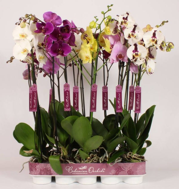 Phalaenopsis Bohemian mix 2spike.  Box x10