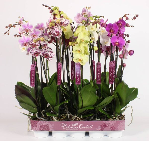 Phalaenopsis Bohemian mix 3spike.  Box x10