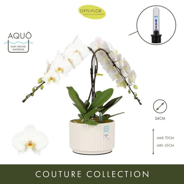 Phalaenopsis Formidablo double ø25