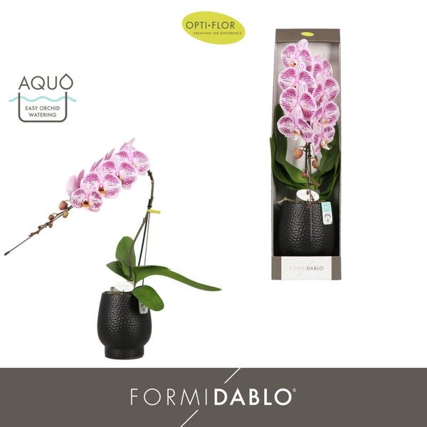 Phalaenopsis Formidablo Iguaza in Abruzzo black