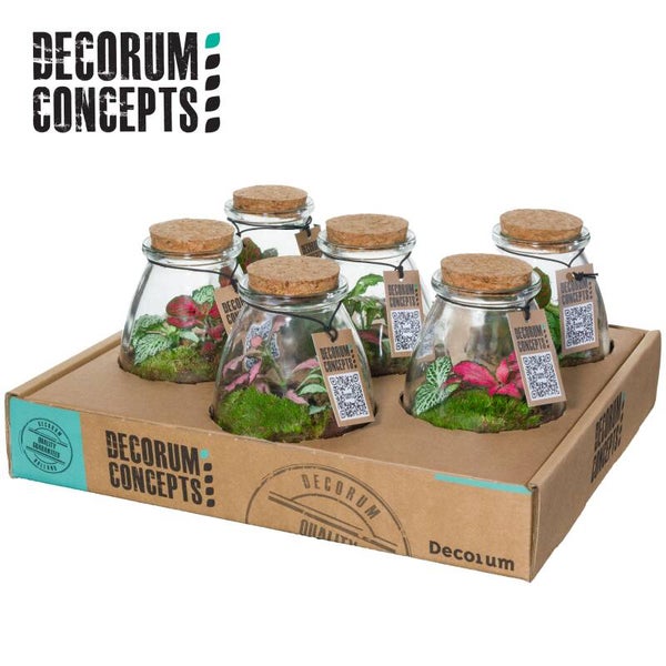 Terrarium IO PACK ø9.  Box x6