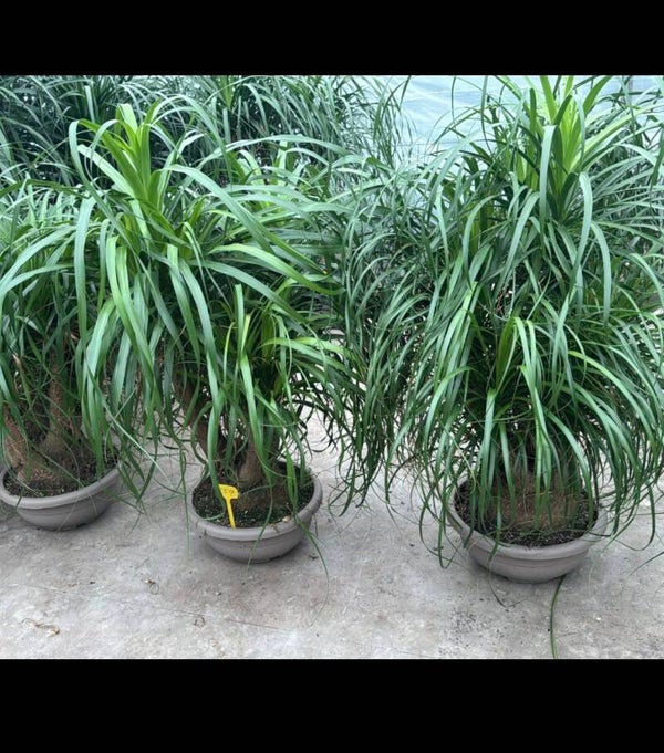 Beaucarnea ramificata ø40 h130