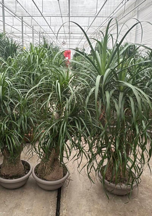 Beaucarnea ramificata ø45 h160/170