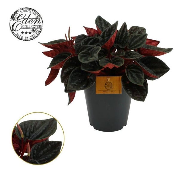 Peperomia Caperata ø15.  Box x6