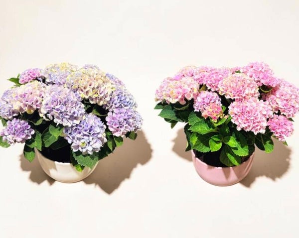 Hydrangea Magical ceramica ø26