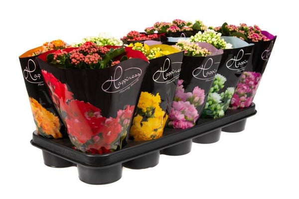 Calandiva Happyness mix ø12.  Box x10