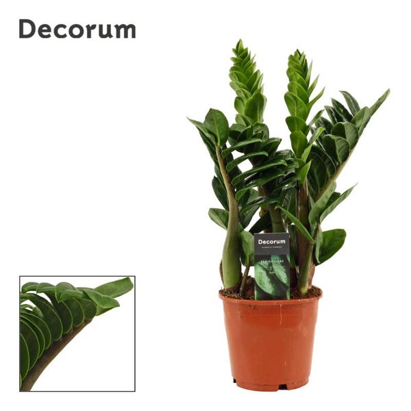 Zamiolculcas Zenzi ø14.  Box x8