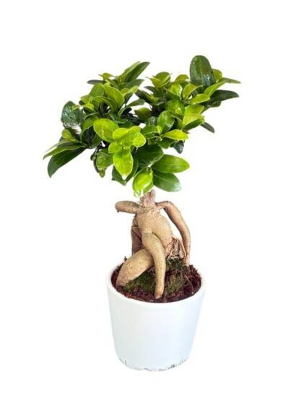Ginseng ceramica ø13.  Box x8