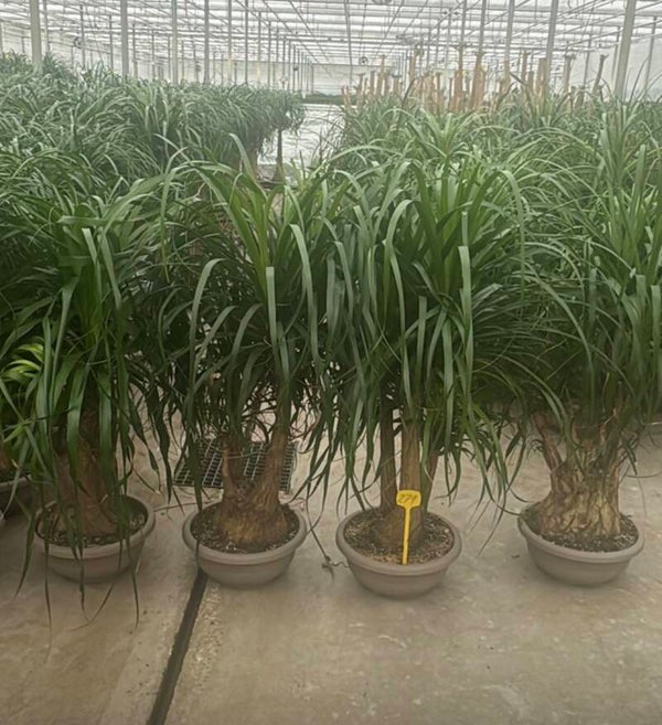 Beaucarnea ramificata ø35 h120