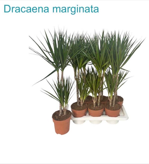 Dracaena Marginata ø17.  Box x6
