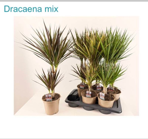 Dracaena Mix ø17.  Box x6