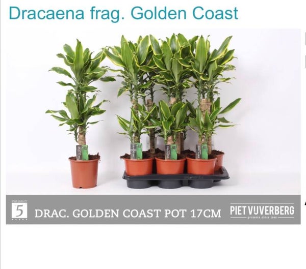 Dracaena Golden Coast ø17.  Box x6