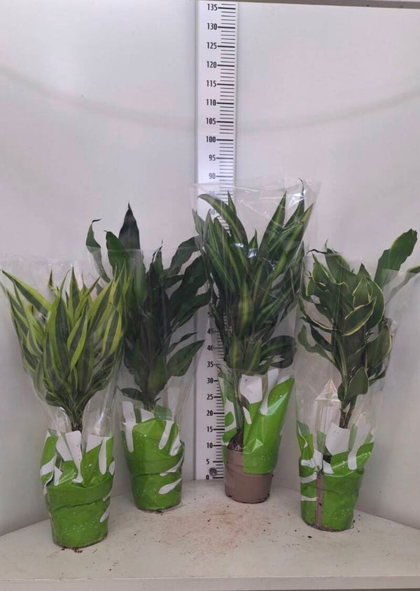 Dracaena Toef ø17.  Box x6