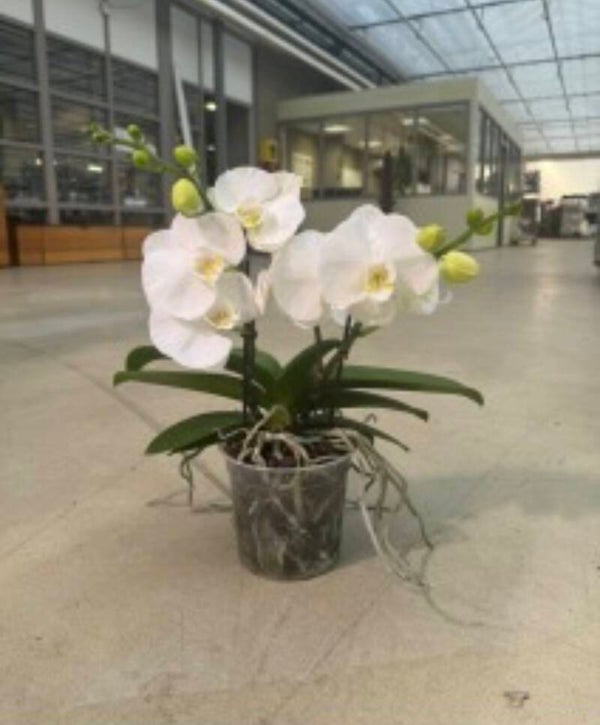 Phalaenopsis Big50 2spike ø15.  Box x4