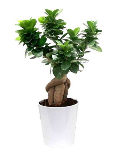 Ginseng ceramica ø13.  Box x8
