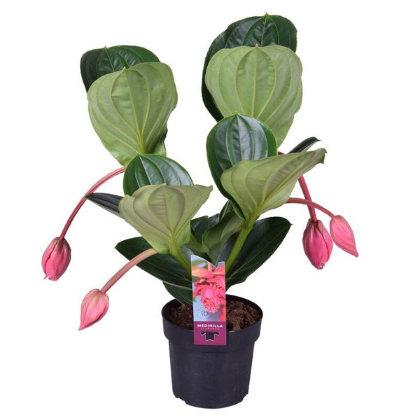Medinilla Flamenco 4 fiori