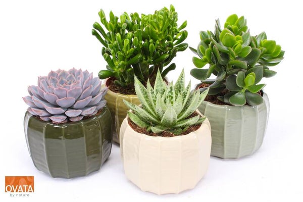 Succulenten in Copenaghen ø15.  Box x3