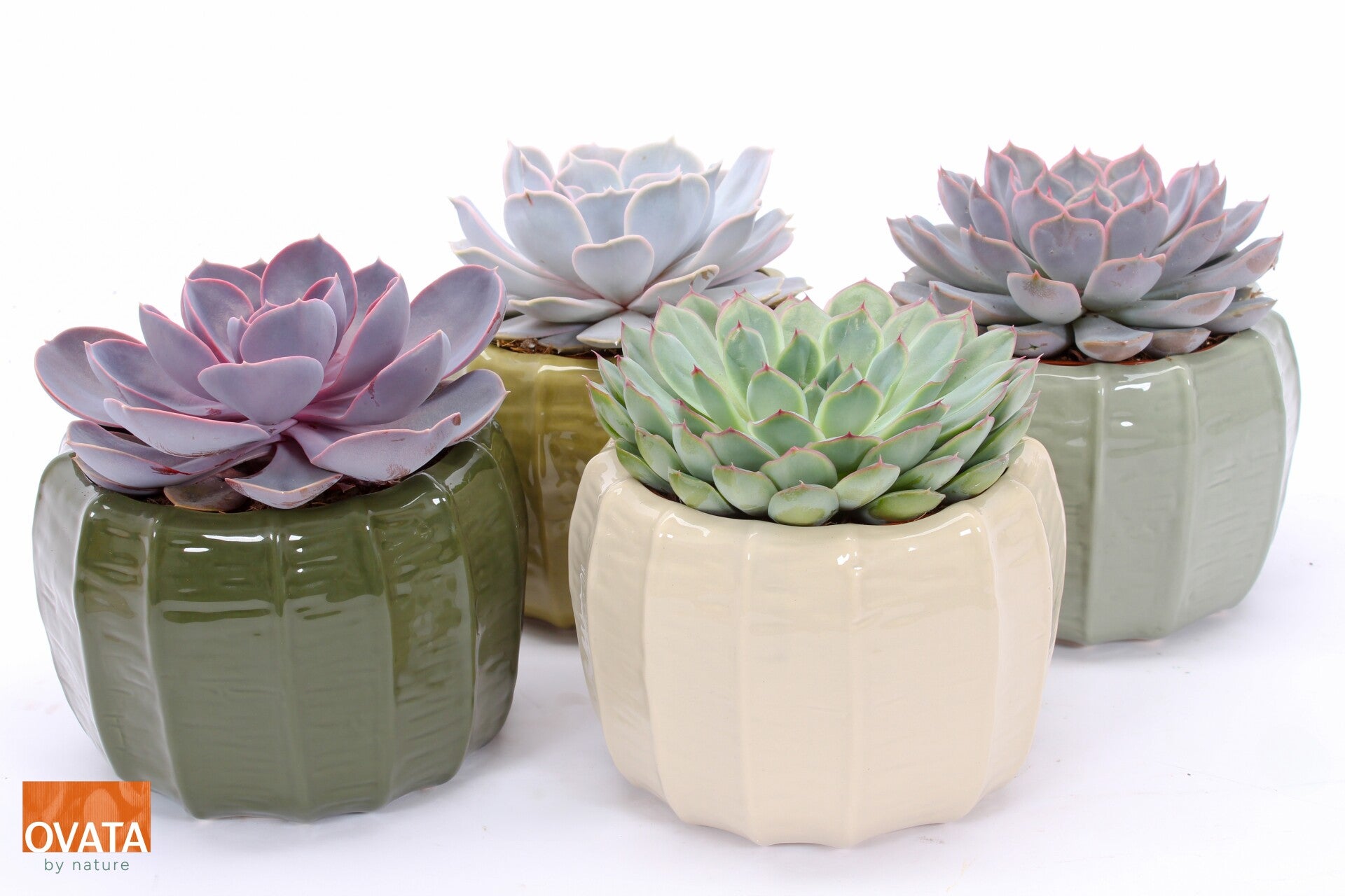 Echeveria in Copenaghen ø15.  Box x4