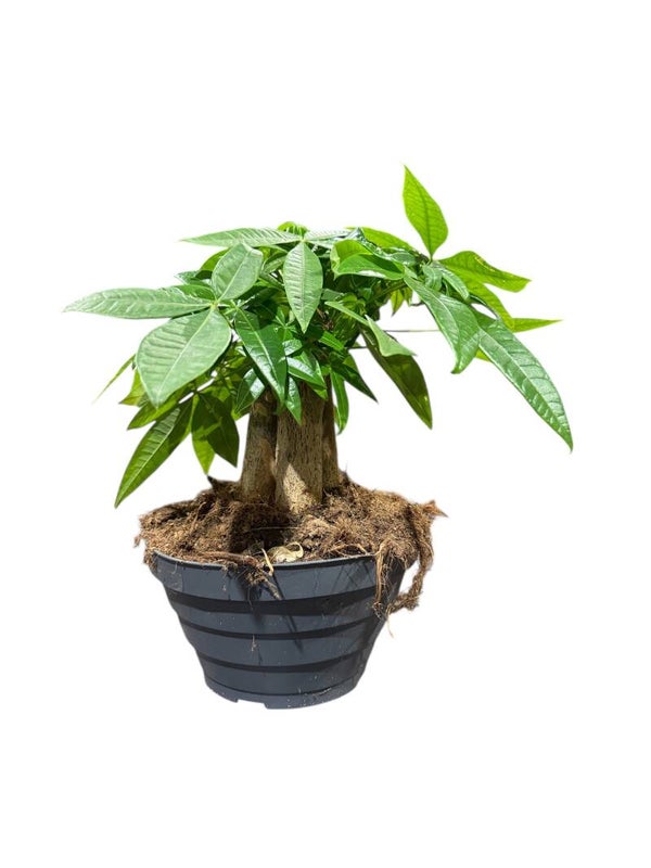 Pachira bonsai ct17.  Box x6
