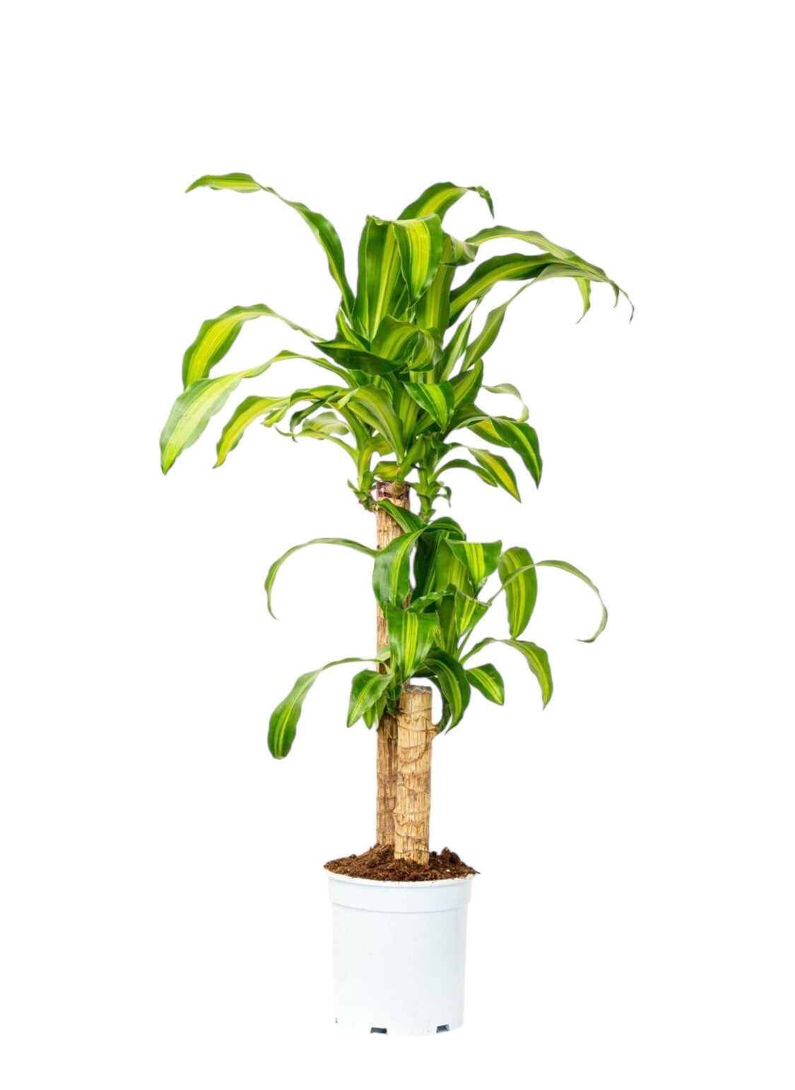 Dracaena Massangeana 60/20 ø21