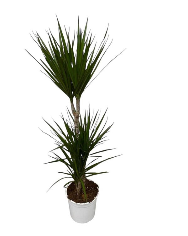 Dracaena Marginata 60/30/15