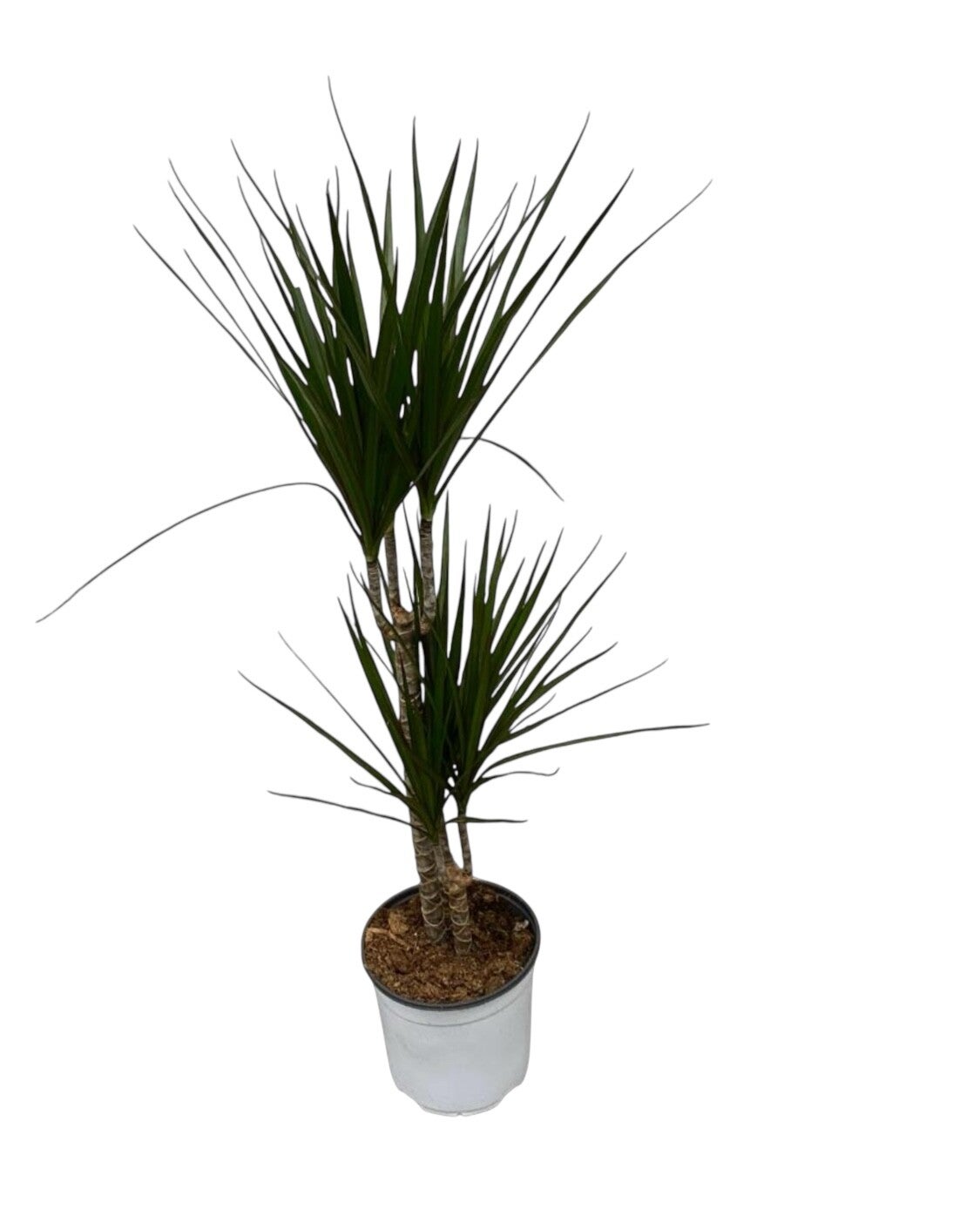 Dracaena Marginata 45/20