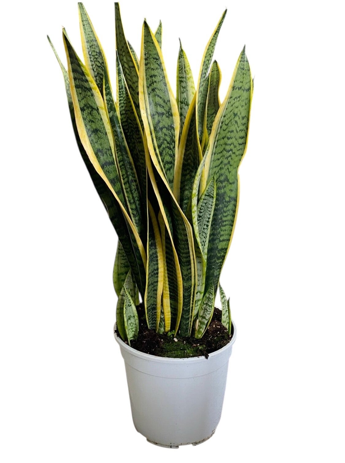 Sanseviera Laurentii ø27