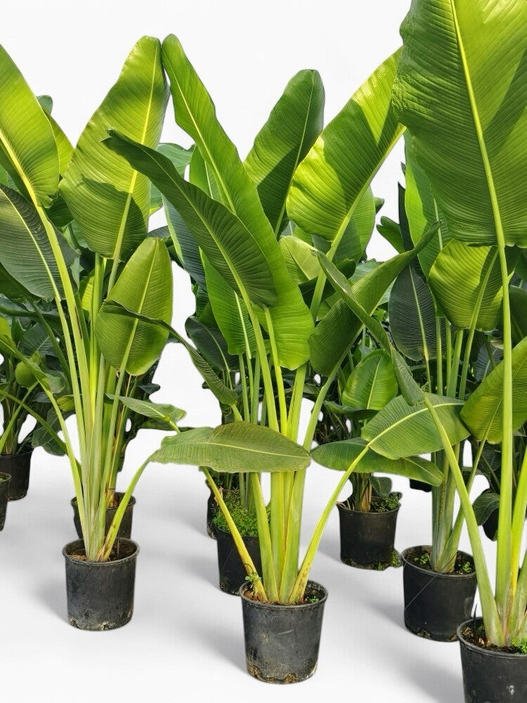 Ravenala Madagascariensis ø30 h210