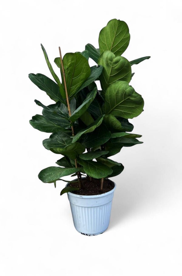 Ficus Lyrata 3pp ø35 h140/150