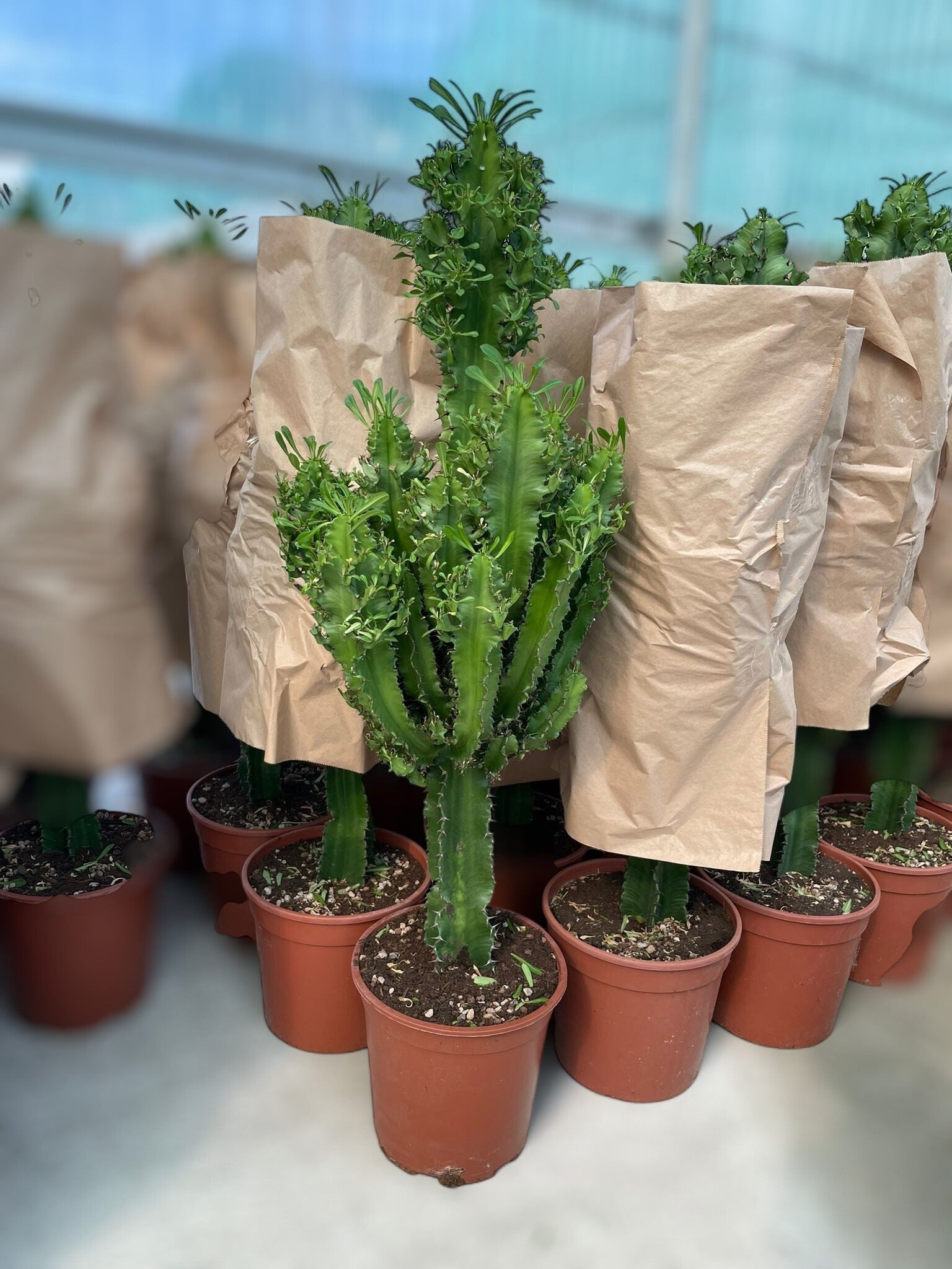 Euphorbia Eritrea ø24 h110