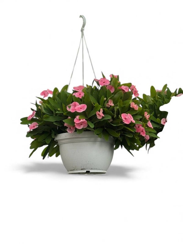 Euphorbia Charlotte basket