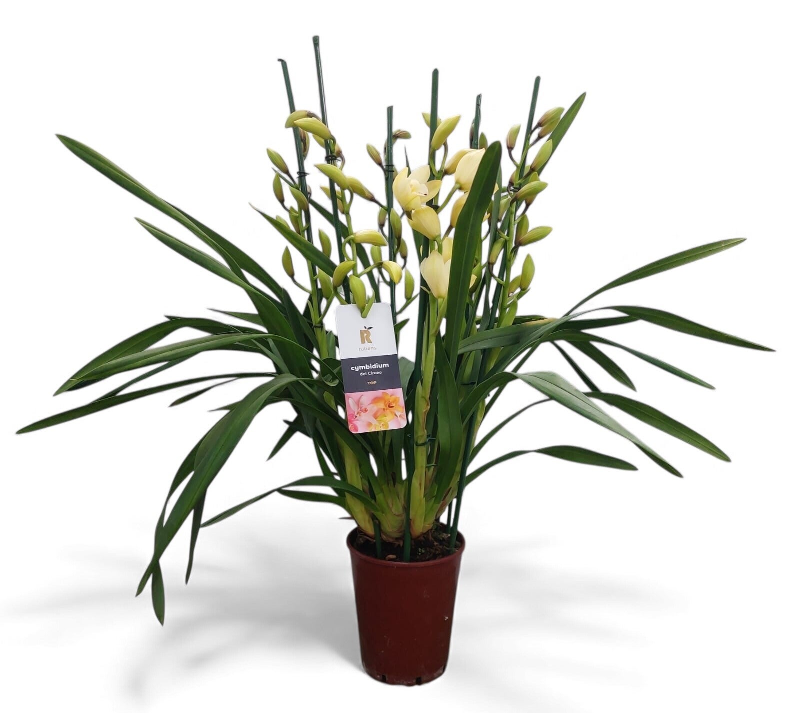 Cymbidium Lieflor 6/8 spike ø17