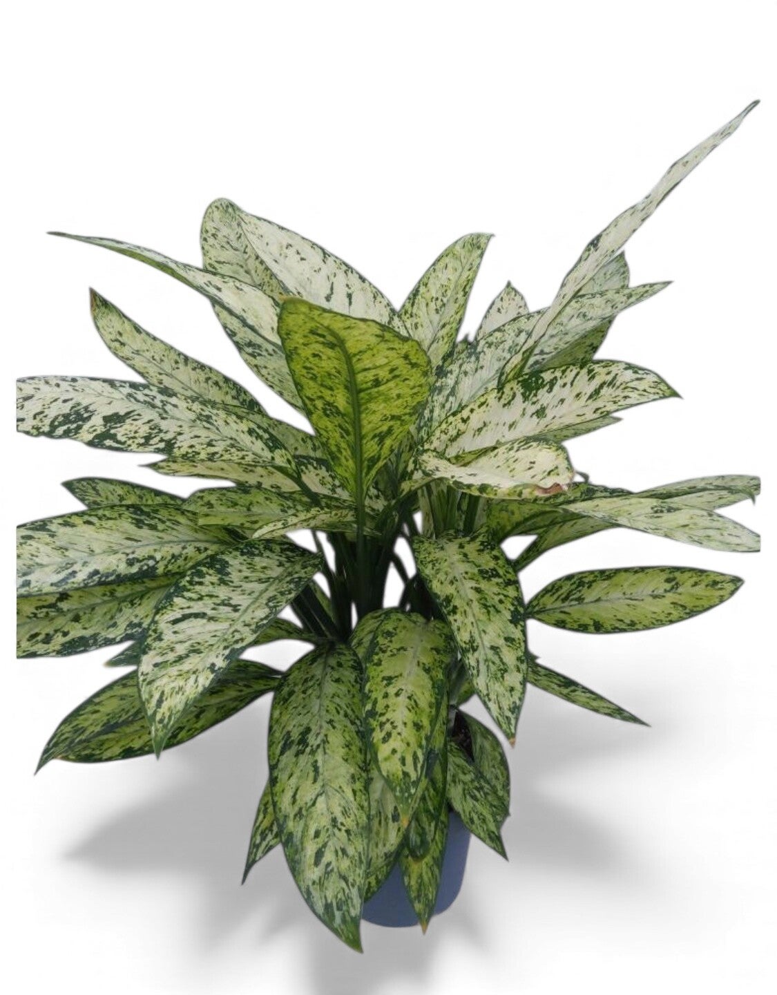 Dieffenb. Vesuvio ø21