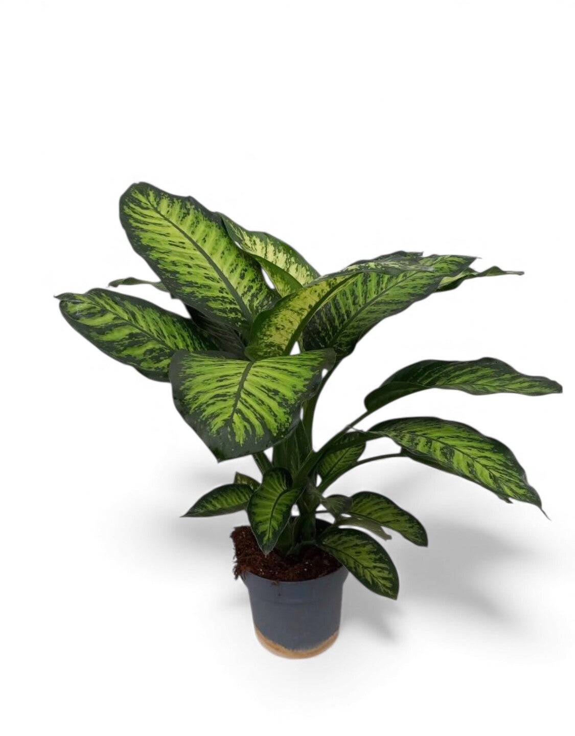 Dieffenb Tropic Yellow ø21