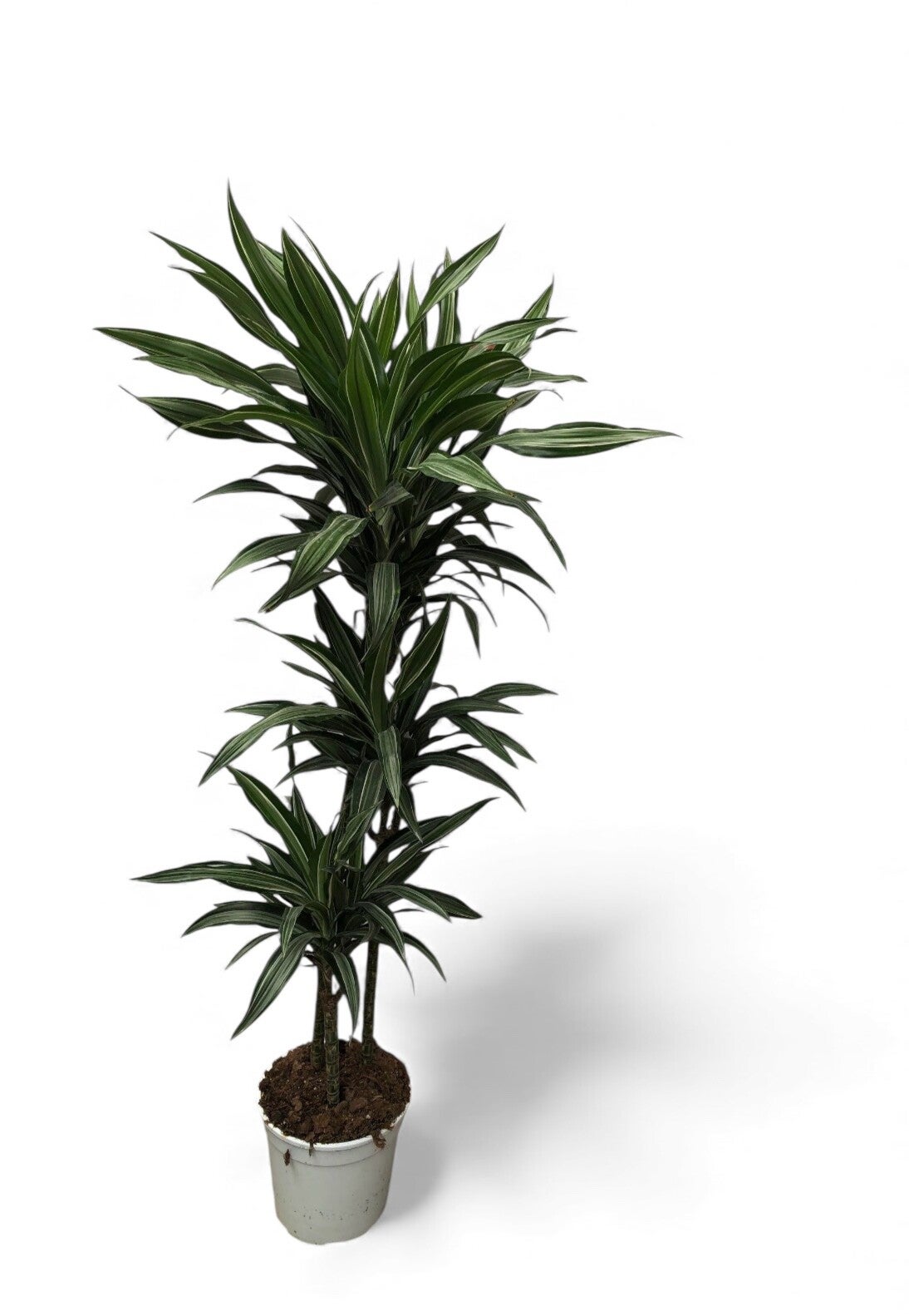 Dracaena Ulisses 90/60/30 ø27