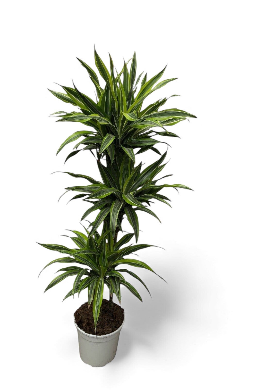Dracaena Lemon 90/60/30 ø27