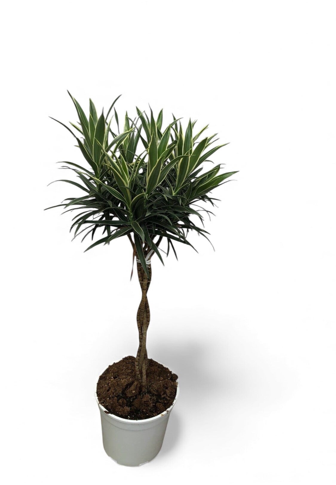 Dracaena Valentina intreccio ø24