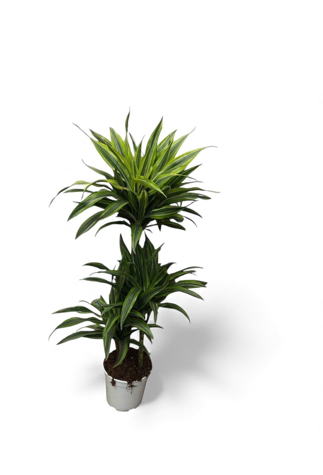 Dracaena Lemon 60/30/15