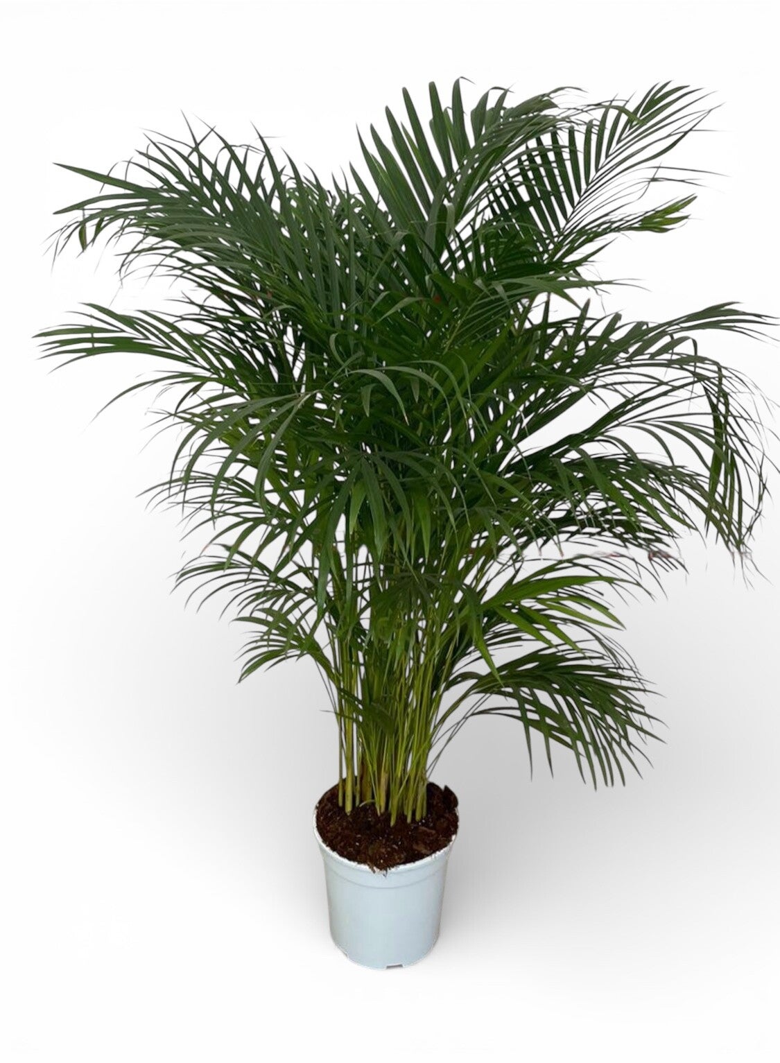 Areca Palm ø24 h140