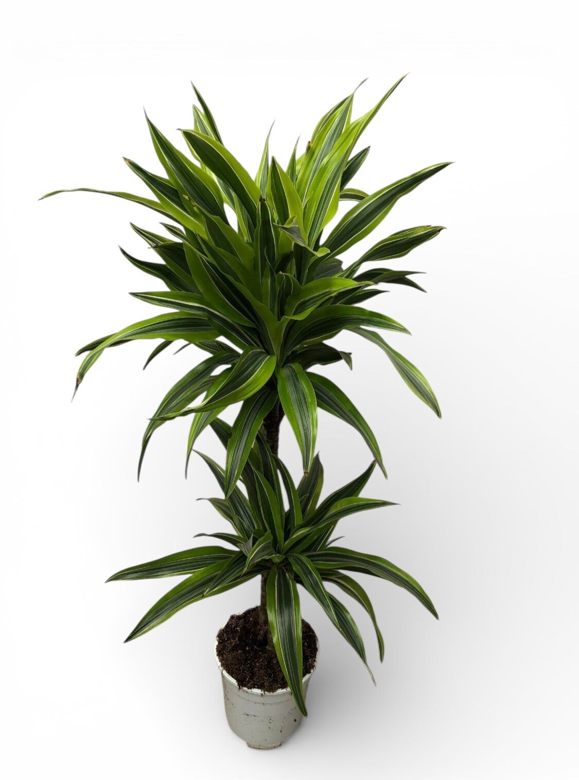 Dracaena Lemon 45/15 ø19