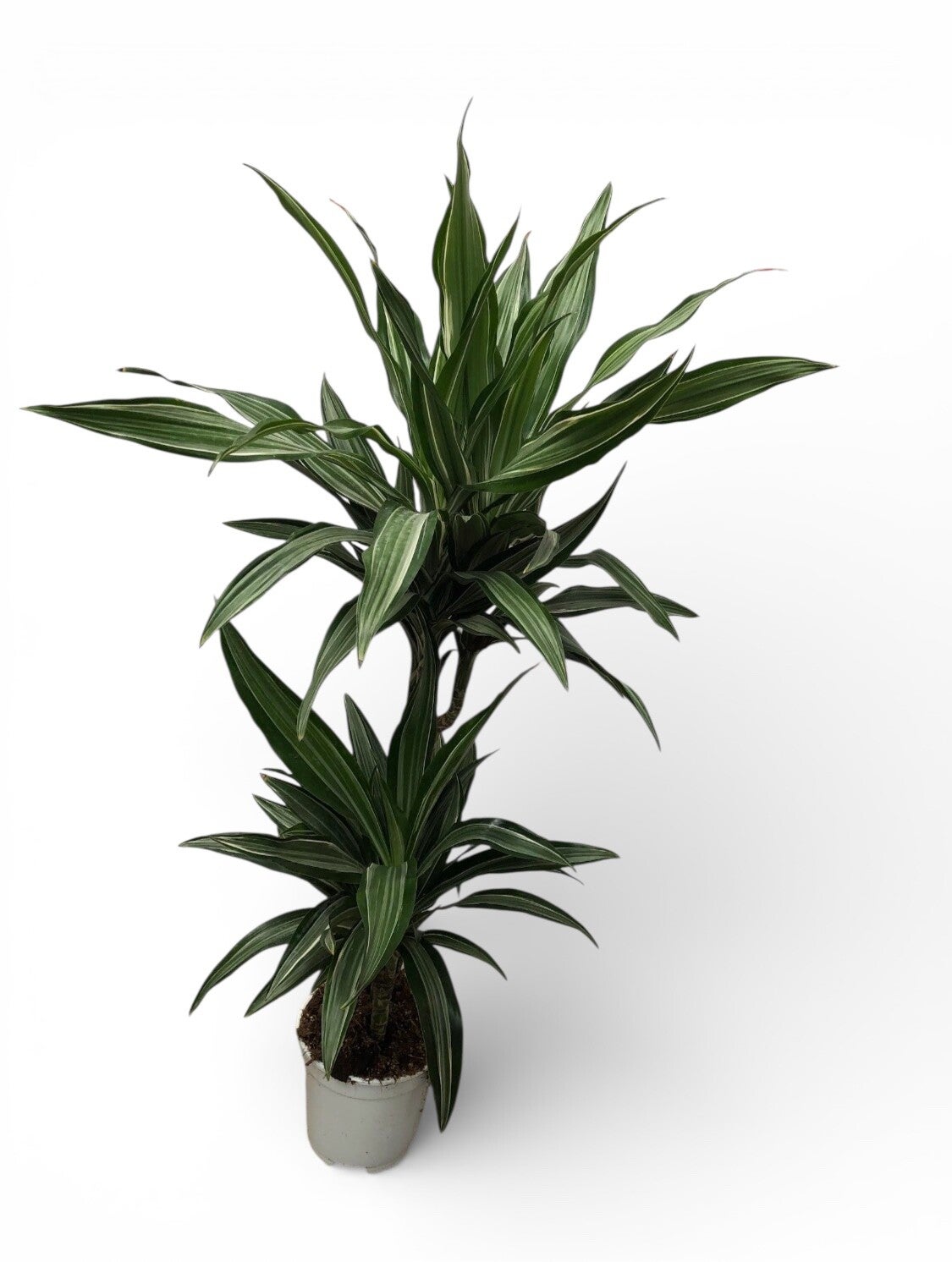 Dracaena Ulisses 45/15 ø19