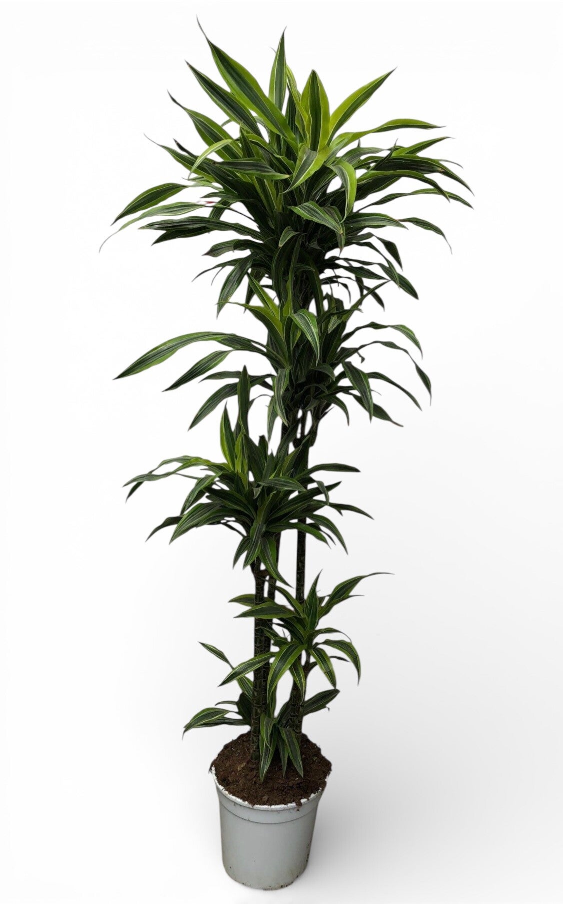 Dracaena Lemon 120/90/60/30