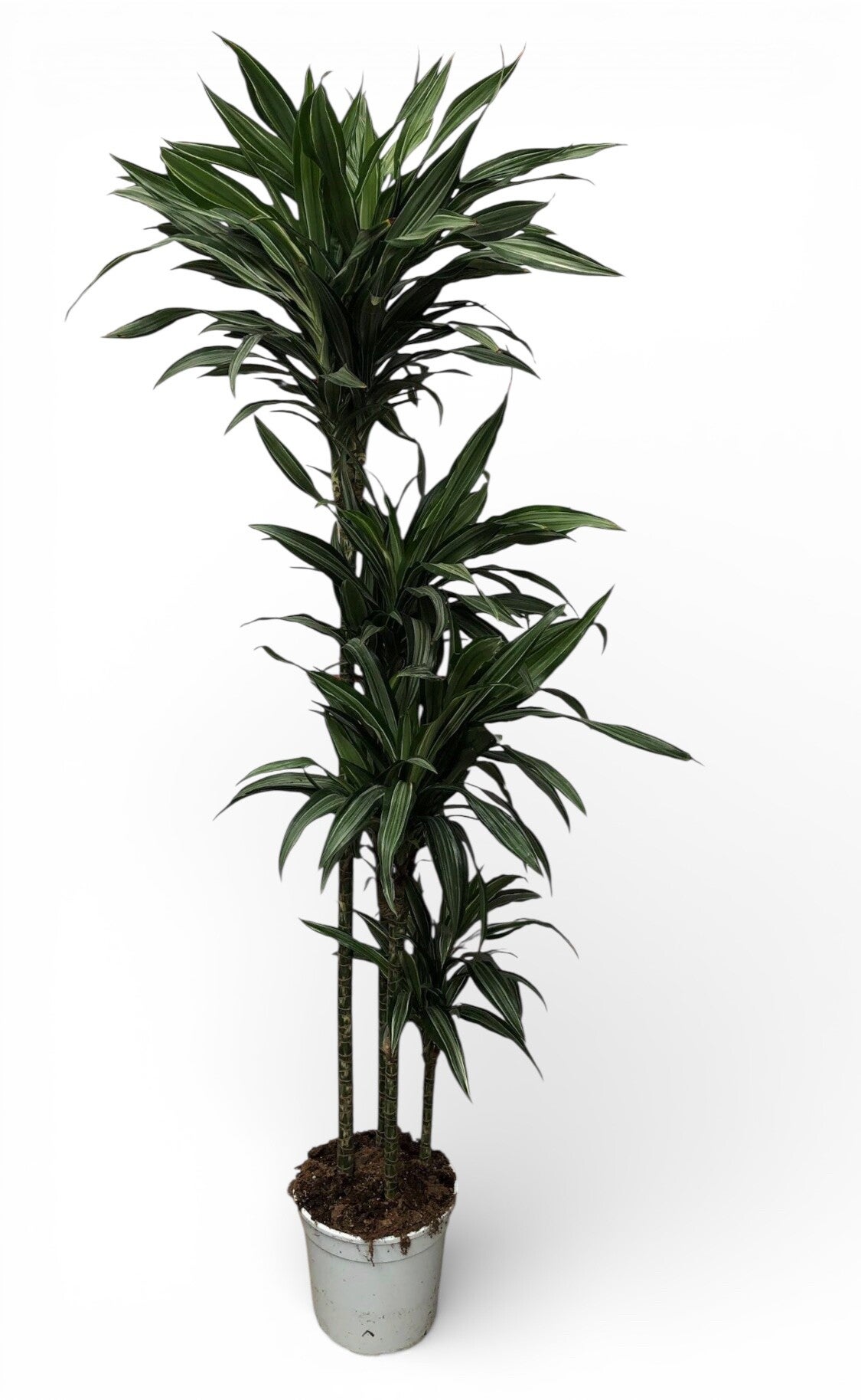 Dracaena Ulisses 120/90/60/30