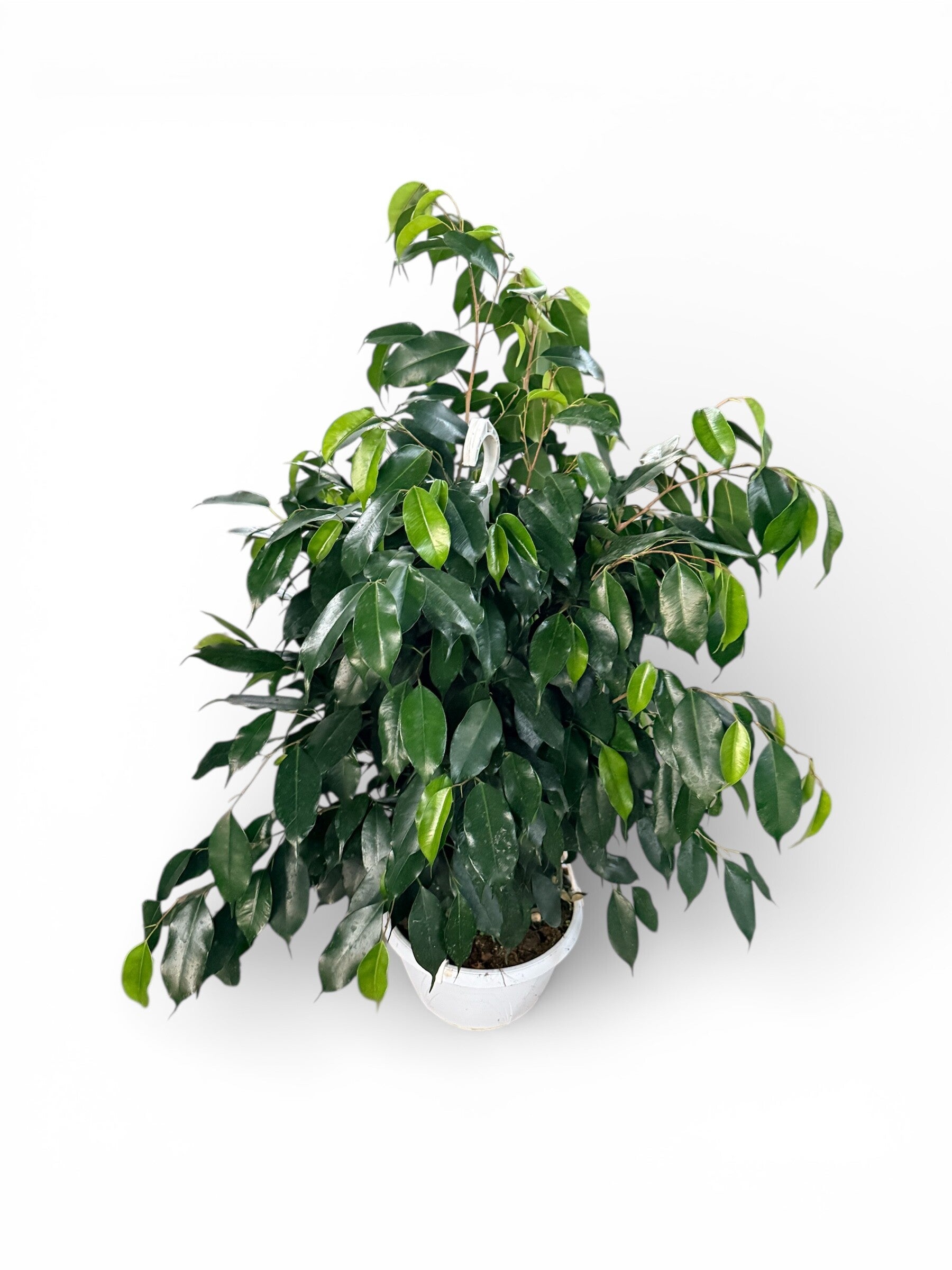 Ficus Daniel basket